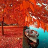 اینجا همه چی در همه