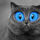 خلاصه کانال ها