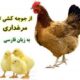 مجله تلگرامی طیوران