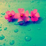 زندگی موفق من