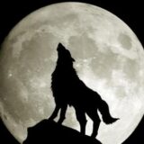 گیزمیز ترکی