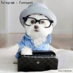 عکس و کلیپ حیوانات خانگی - کانال تلگرام