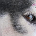 آگهی خرید و فروش سگ - کانال تلگرام