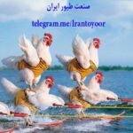 صنعت طیور ایران - کانال تلگرام