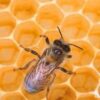 کانال تلگرام طب و عسل درماني