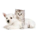 cats & dogs - کانال تلگرام