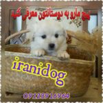 فروش حیوانات خانگی - کانال تلگرام