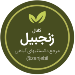 زنجبیل - کانال تلگرام